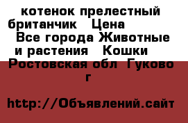 котенок прелестный британчик › Цена ­ 12 000 - Все города Животные и растения » Кошки   . Ростовская обл.,Гуково г.